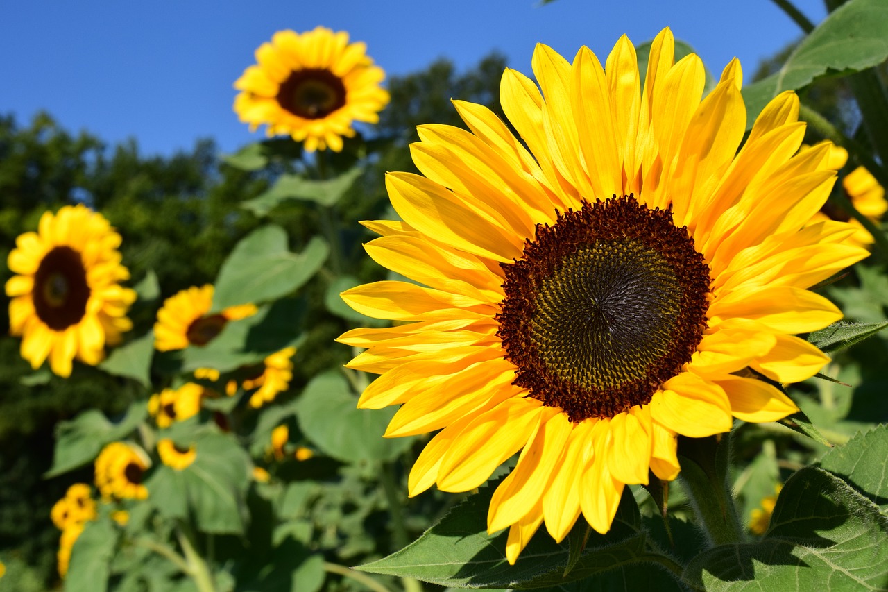 How to Paint a Beautiful Field of Flowers